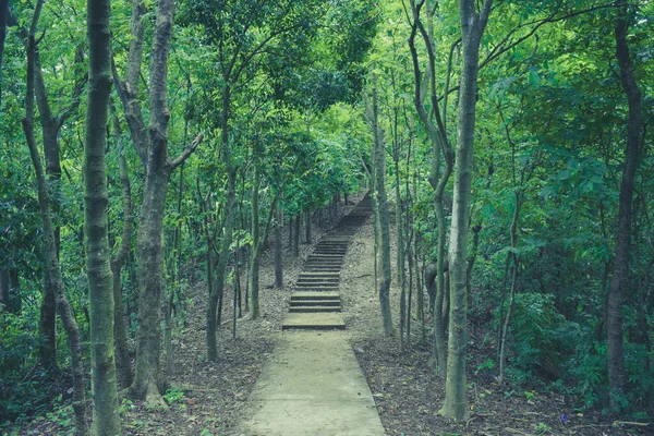 Chattagram 'da bir orman yolu var.