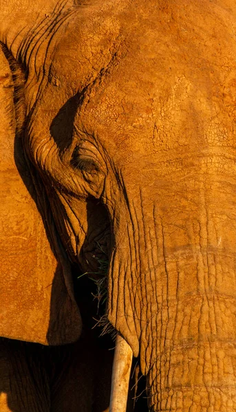 Éléphant Dans Samburu Manger Herbe — Photo