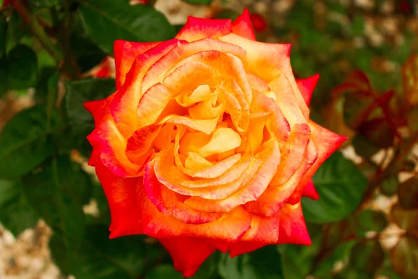 Czerwony Żółty Kwiat Ogrodzie — Zdjęcie stockowe