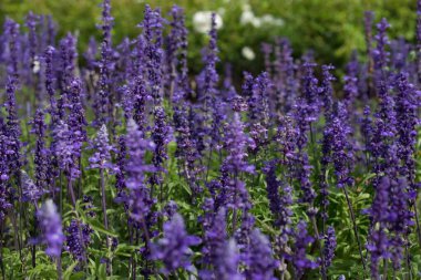 Lavanta çiçekleri yakın plan, duvar kağıdı tarzı