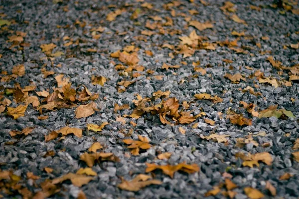 Autumn Falling Leaves Rocks Park — Stock Photo, Image