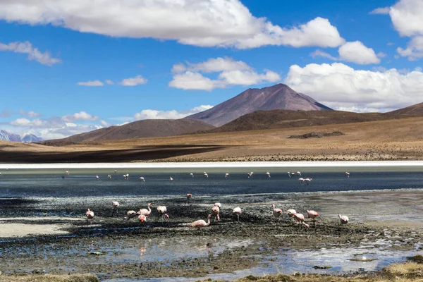 Eduardo Avaroa Ulusal Vahşi Yaşam Rezervi Bolivya Güney Amerika — Stok fotoğraf
