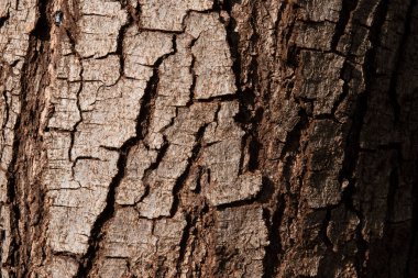 rustik ağaç gövdesi dokusu arkaplanı.