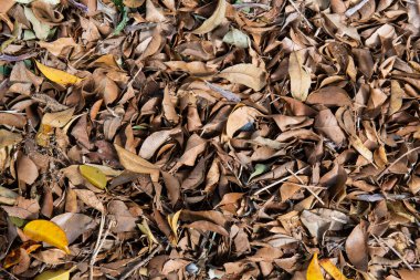 Kuru sonbahar yaprakları yere düştü..