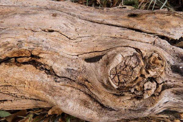 Árbol Madera Rústica Textura Del Tronco Fondo — Foto de Stock