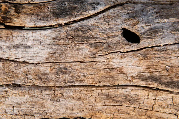 Rustikal Holz Baumstamm Textur Hintergrund — Stockfoto