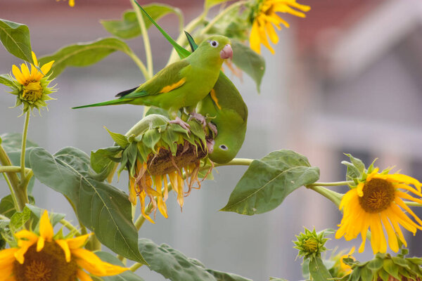 green Brazilian parakeet eating seeds