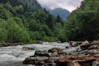       Kafkasya biyosfer rezervindeki dağ kristali berrak nehir, Rusya