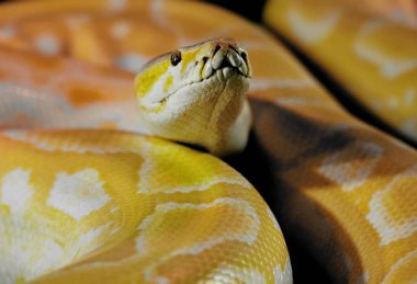 Sarı kraliyet boa yılanı. Yaklaş.