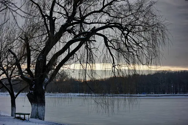 凍った冬の湖のほとりの冬の風景柳 — ストック写真