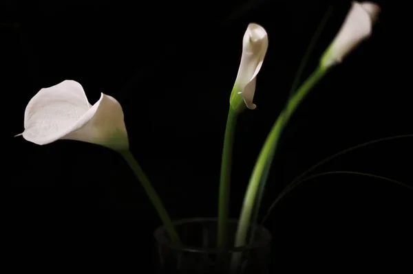 white Calla lilies in buds on a black background. Another name for this flower is white-winged very elegant on a slender leg, fragrant and unique
