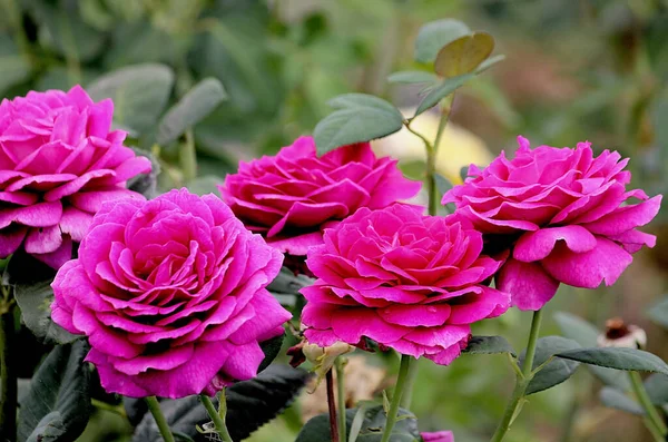 Rosas Rosadas Jardín — Foto de Stock