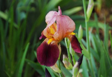 pembe ve sarı süsen