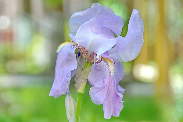 Iris Blanco Lila Primer Plano Los Iris Son Flores Bulbosas — Foto de Stock