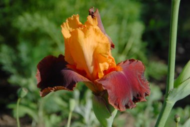 kırmızı ve sarı iris yakın plan, makro, başka bir varyasyon