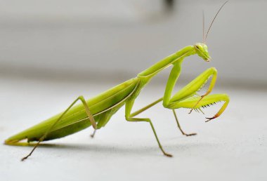 Beyaz arka planda peygamberdevesi