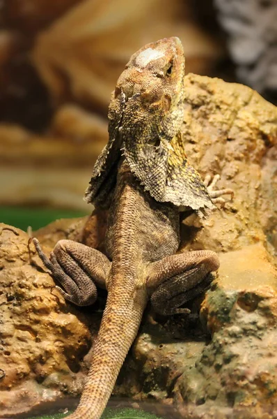 The frilled lizard is a unique species from the family of agamid, which is distinguished by its very unusual appearance.