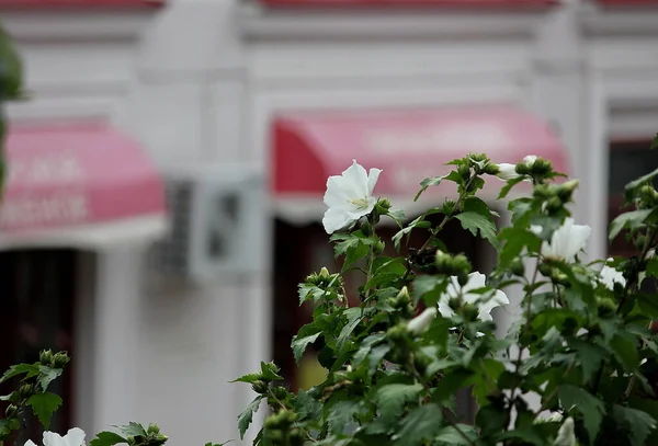 Θάμνοι Λευκά Λουλούδια Ήσυχους Δρόμους Της Πόλης Διακόσμηση Που Δεν — Φωτογραφία Αρχείου