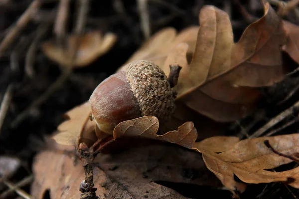 Bellota Roble Hojas Otoño Caídas Macro Primer Plano — Foto de Stock