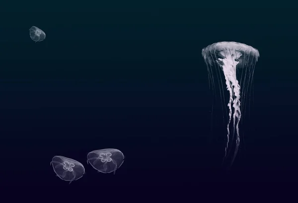 Scyphoid Jellyfish Class Marine Organisms Type Striga Group Includes Relatively — Stock Photo, Image