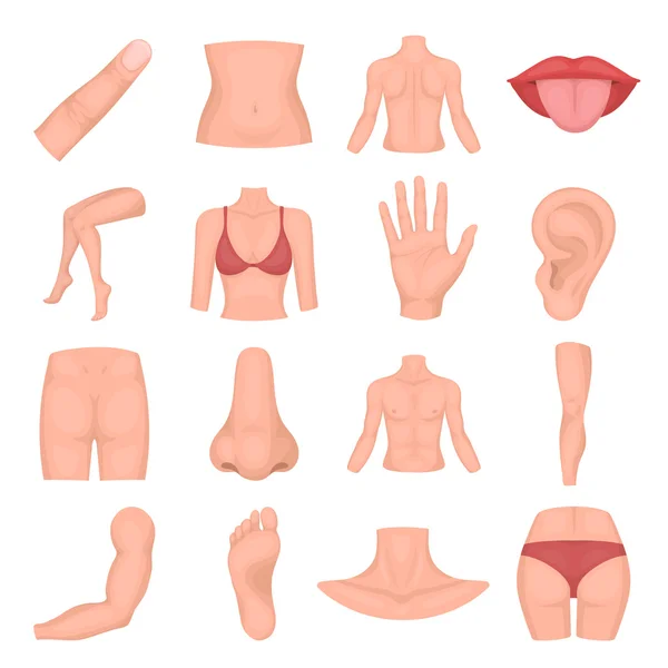 Parte del conjunto de iconos del cuerpo en estilo de dibujos animados. Gran colección de parte del cuerpo vector símbolo de ilustración . — Vector de stock