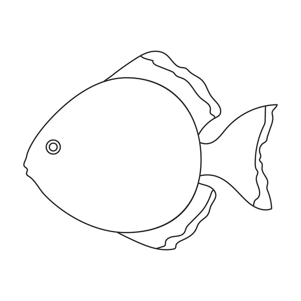 Linha de ícone de peixe de disco. Ícone de peixe de aquário Singe do mar, conjunto de vida marinha . — Fotografia de Stock