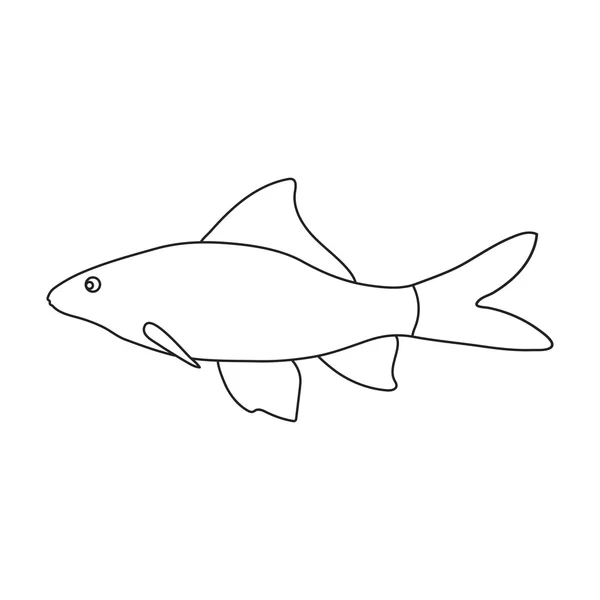 Red Tail Shark fish icon line. Singe aquarium fish icon from the sea,ocean life set. — Stock Photo, Image