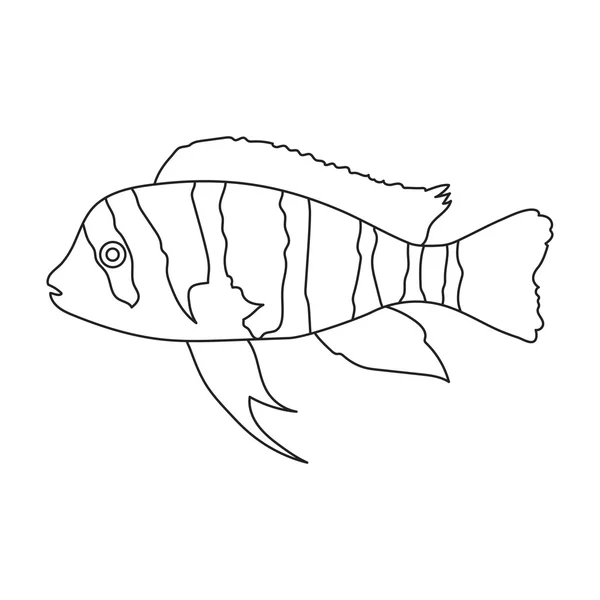 Frontosa cichlid cyphotilapia frontosa fish icon line. singe aquarium fish icon aus dem meer, ocean life set. — Stockfoto