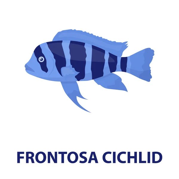 Frontosa sügér Cyphotilapia Frontosa hal ikonját rajzfilm. Egyetlen akvárium hal ikonra a tenger, óceán élet rajzfilm. — Stock Fotó