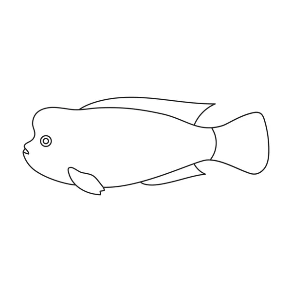 Stearocranus fish icon line. Singe aquarium fish icon from the sea,ocean life set. — Stock Photo, Image