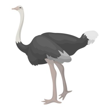 Devekuşu simgesi beyaz arka plan üzerinde izole karikatür tarzı. Kuş sembol stok vektör çizim.