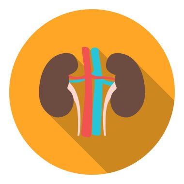 Düz stil beyaz arka plan üzerinde izole böbrek simgesini. Organları sembol stok vektör çizim.