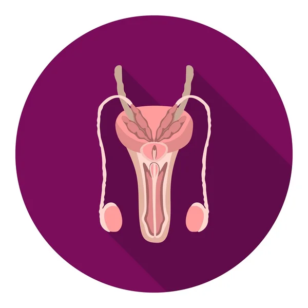 Мужской иконка репродуктивной системы в плоском стиле изолированы на белом фоне. Символическая векторная иллюстрация органов . — стоковый вектор