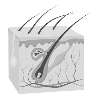 Tek renkli stil beyaz arka plan üzerinde izole Cilt simgesini. Organları sembol stok vektör çizim.