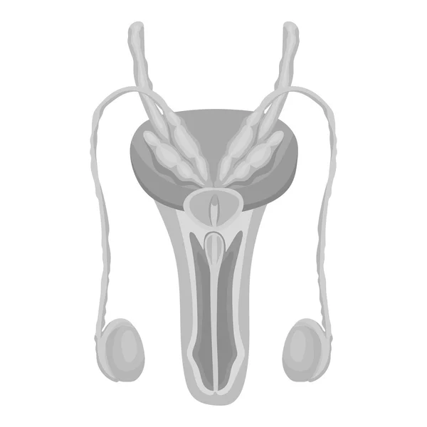 白い背景に分離されたモノクロのスタイルの男性の生殖システム アイコン。臓器シンボル株式ベクトル図. — ストックベクタ