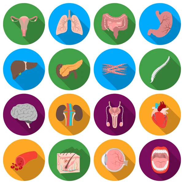 Organs set icons in flat style. Big collection organs vector symbol stock illustration — ストックベクタ