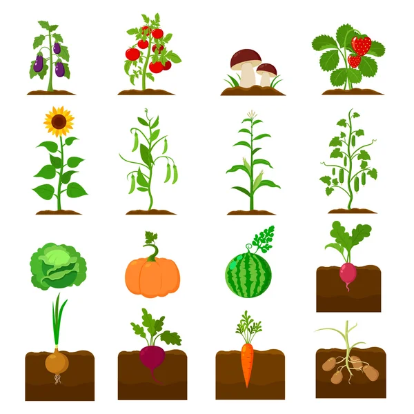 Plant set icons in cartoon style. Big collection plant vector symbol stock illustration — Stock Vector