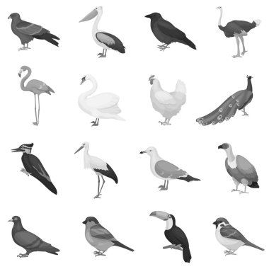 Kuş, tek renkli bir tarzda Icons set. Büyük kuş vektör simge stok illüstrasyon topluluğu