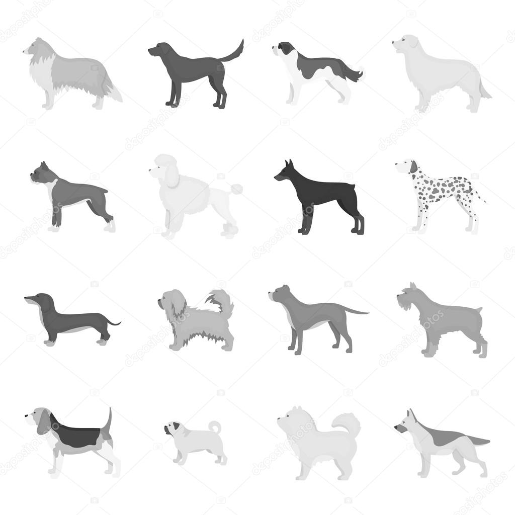 Dog breeds set icons in monochrome style. Big collection of dog breeds vector symbol stock