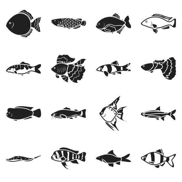 Aquarium fish set icons in black style. Big collection aquarium fish vector symbol stock illustration