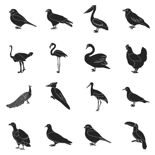 Pájaro establecer iconos en estilo negro. Gran colección de aves vector símbolo stock ilustración — Archivo Imágenes Vectoriales