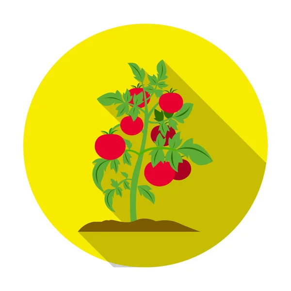 Icône tomate dans un style plat isolé sur fond blanc. Image vectorielle du symbole végétal . — Image vectorielle