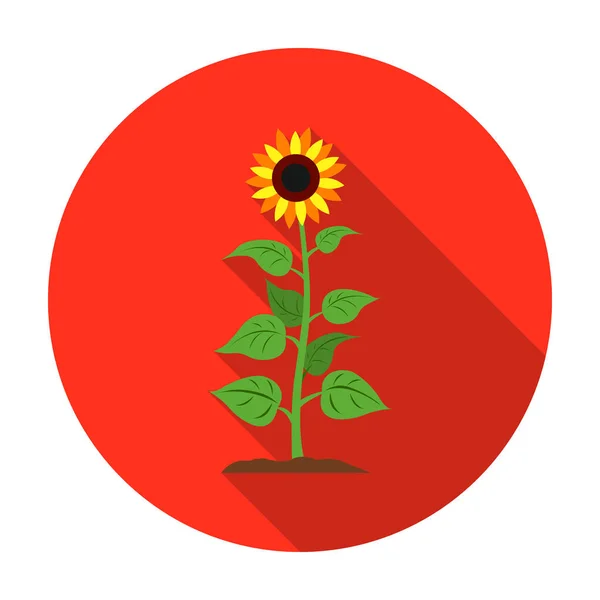 Słonecznik ikona w płaski na białym tle. Roślina symbol Stockowa ilustracja wektorowa. — Wektor stockowy