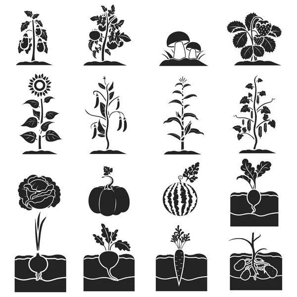 Rostliny set ikony v černém stylu. Velká Sbírka rostlin vektor symbol skladem ilustrace — Stockový vektor