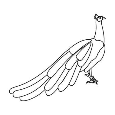 Tavus kuşu simgesi beyaz arka plan üzerinde izole anahat tarzı. Kuş sembol stok vektör çizim.