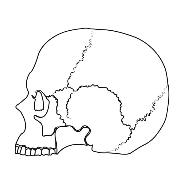 Icône du crâne dans le style de contour isolé sur fond blanc. Illustration vectorielle du symbole magique noir et blanc . — Image vectorielle