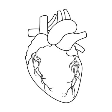 Anahat tarzı beyaz arka plan üzerinde izole kalp simgesi. Organları sembol stok vektör çizim.