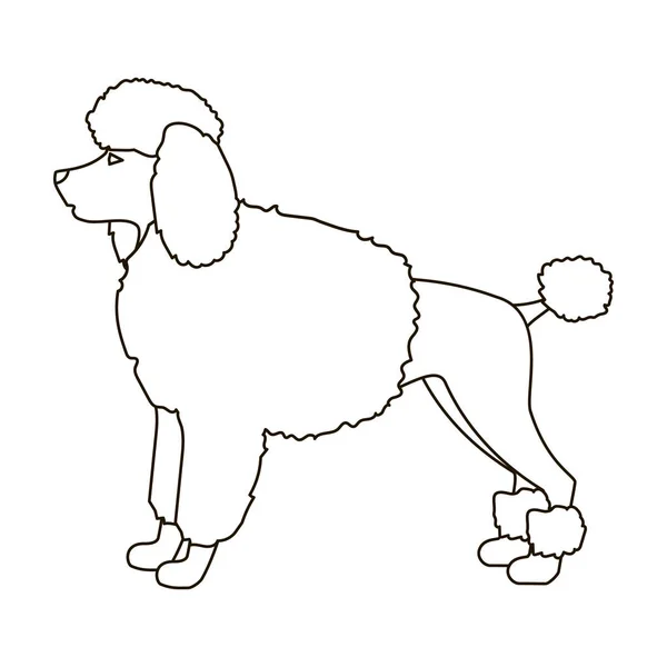 Poedel pictogram in kaderstijl geïsoleerd op een witte achtergrond. Hondenrassen symbool voorraad vectorillustratie. — Stockvector