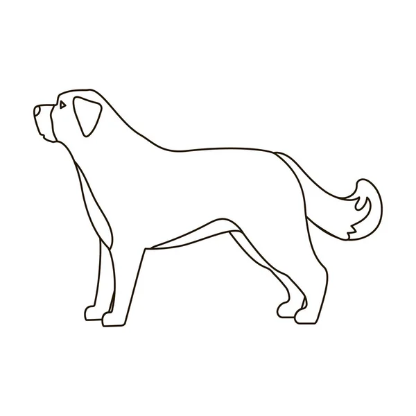 St. Bernard dog icon in outline style isolated on white background. Dog breeds symbol stock vector illustration. — Stock Vector