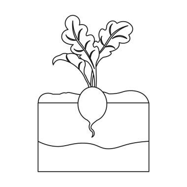 Turp simgesi beyaz arka plan üzerinde izole anahat tarzı. Sembol stok vektör çizim bitki.